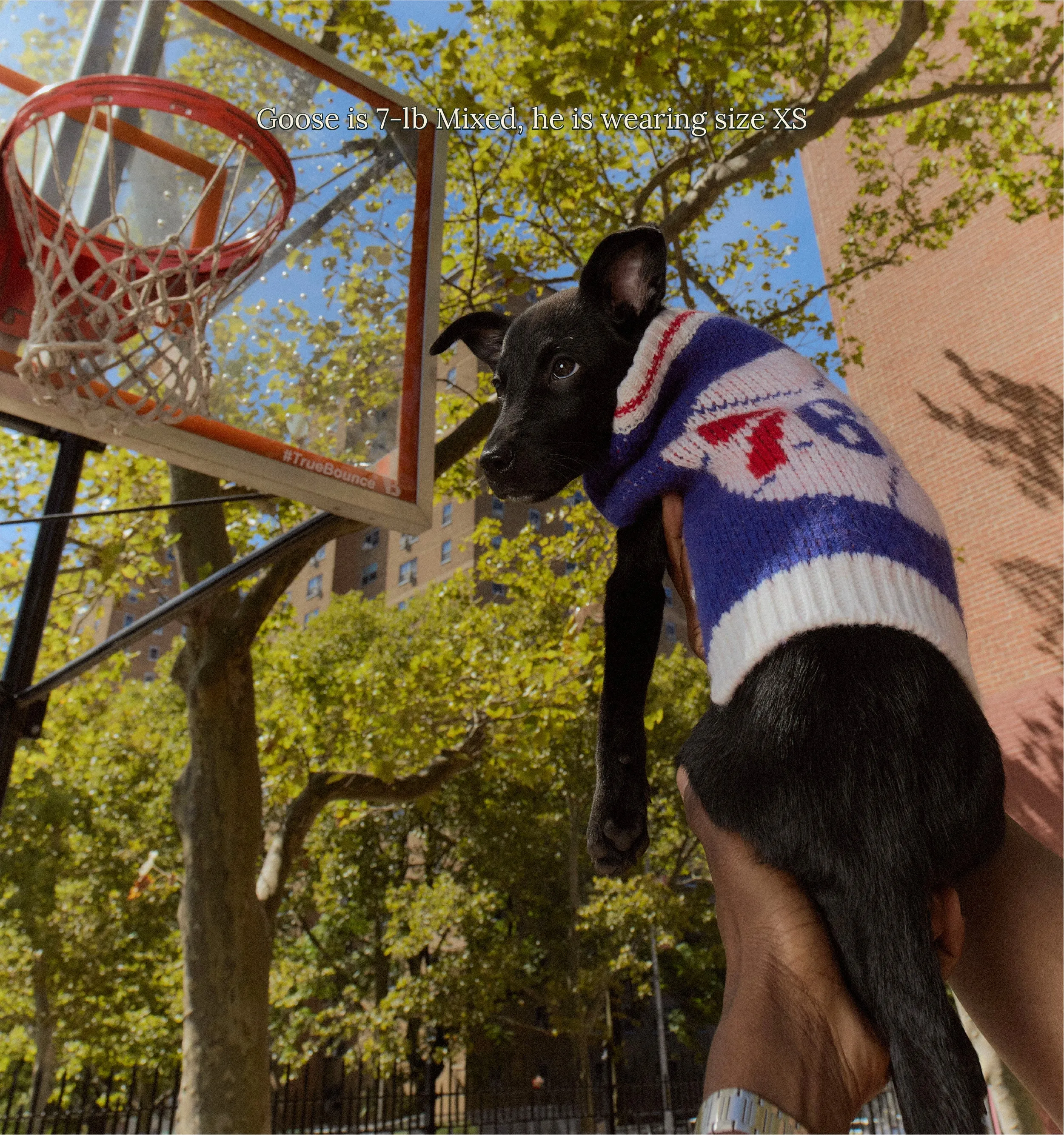 Philadelphia Sixers Dog Sweater - NBA